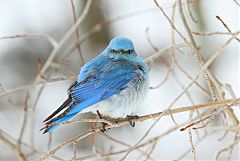 Mountain Bluebird